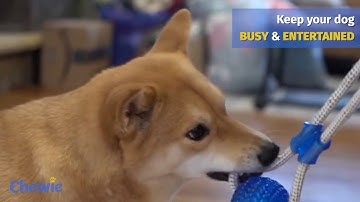 The BEST Suction Cup Dog Toy Ever! | CHEWIE™️