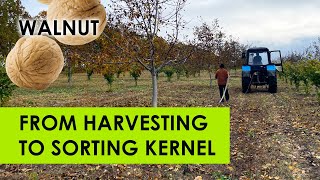 Walnut: Harvesting and Processing in a Commercial Orchard