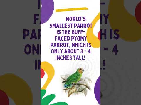 Tiny Wonder: Meet the World's Smallest Parrot! #shorts #viral #shortsvideo #short
