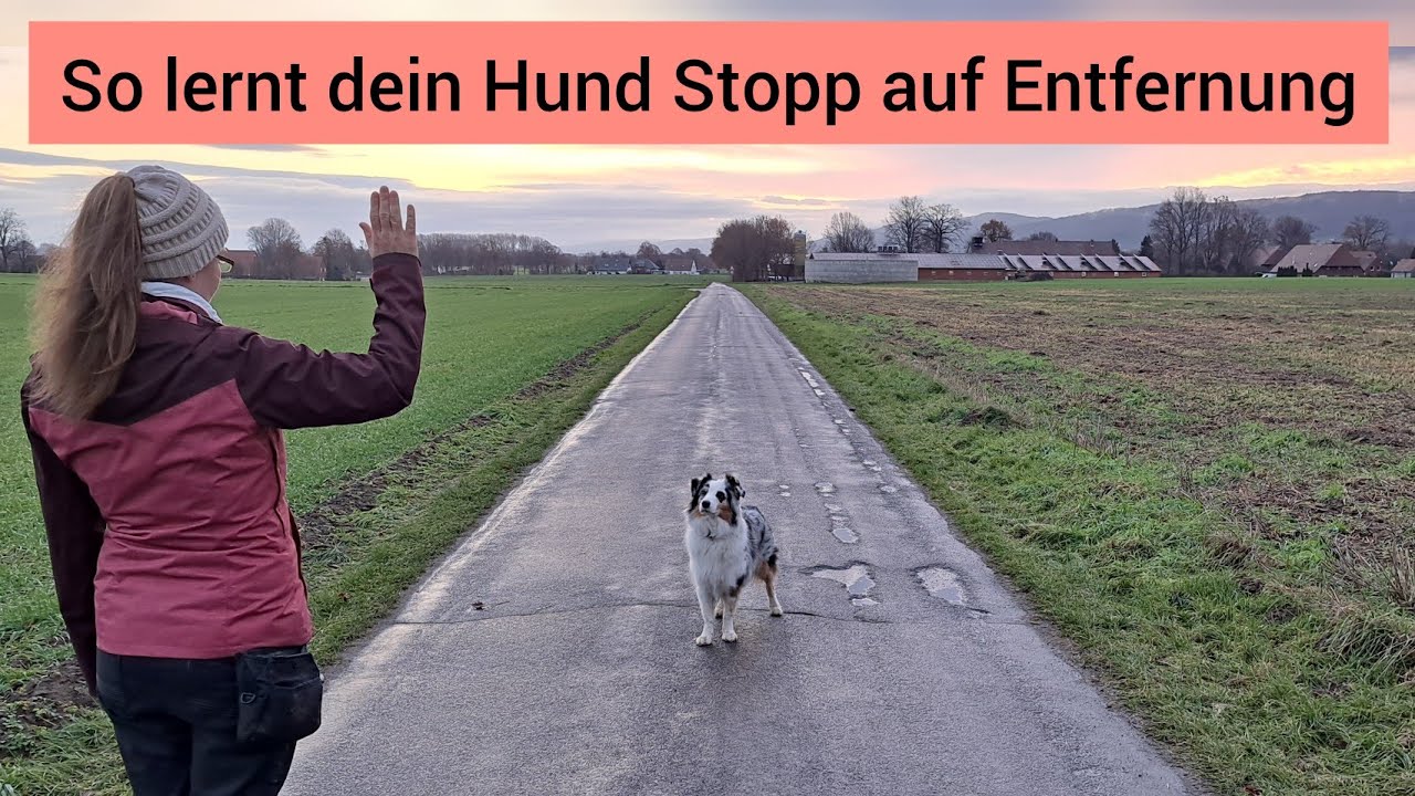 Hund lernt Stop in der Bewegung | So kannst du deinem Hund beibringen, auf Entfernung zu stoppen