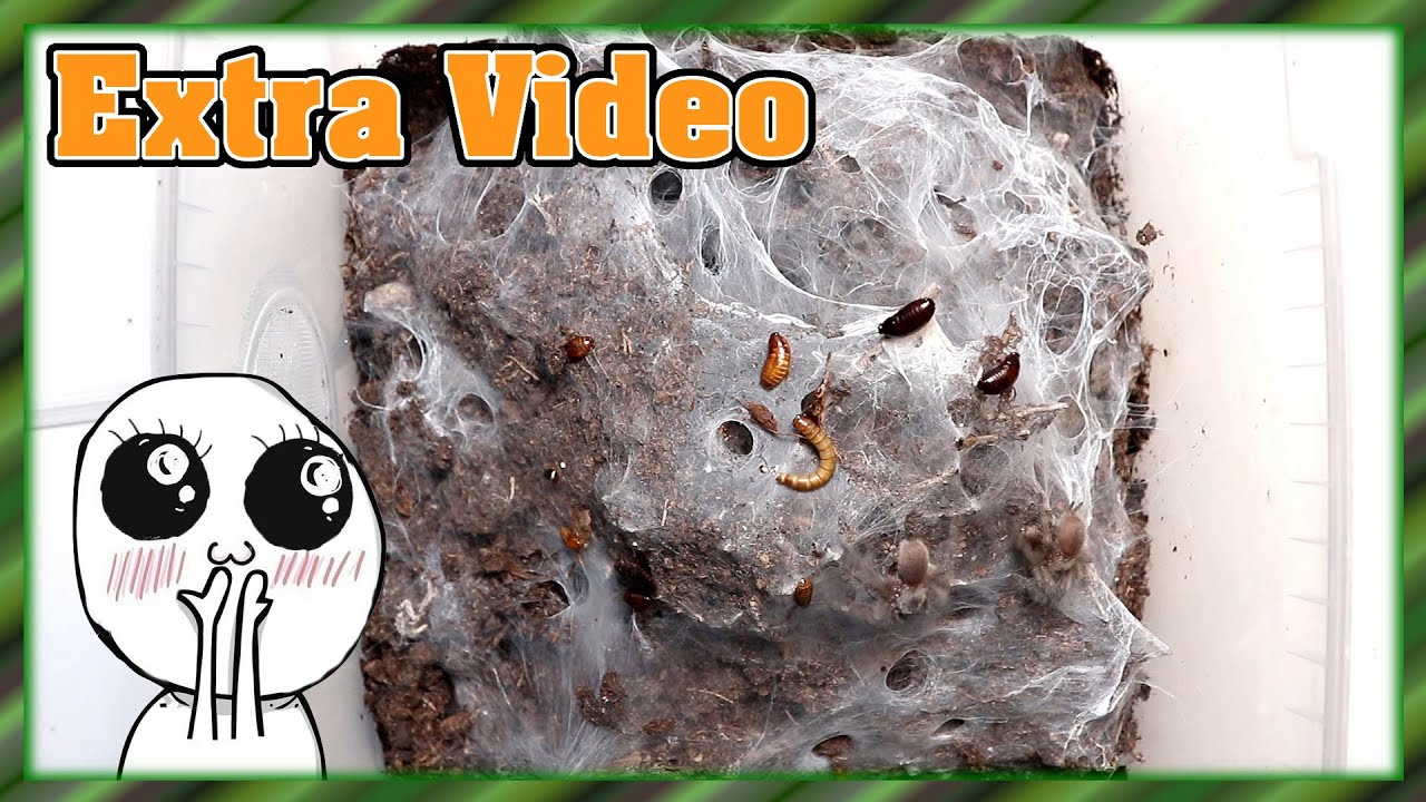 monocentropus-balfouri-slings-extra-video-youtube