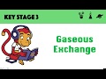Gaseous Exchange and the Respiratory System Quiz