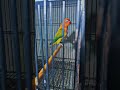 Lovebirds #palefellow Working