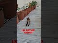 My Cat Stole the Show! 🐾🔥 #shorts #viral