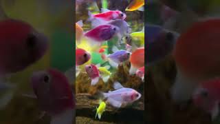 Ketika Ikan Hias Lagi Lapar glowfish fish aquascapegallery aquarium aquascapelowtech