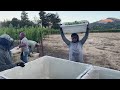 Bartholomew Estate Winery begins grape harvest