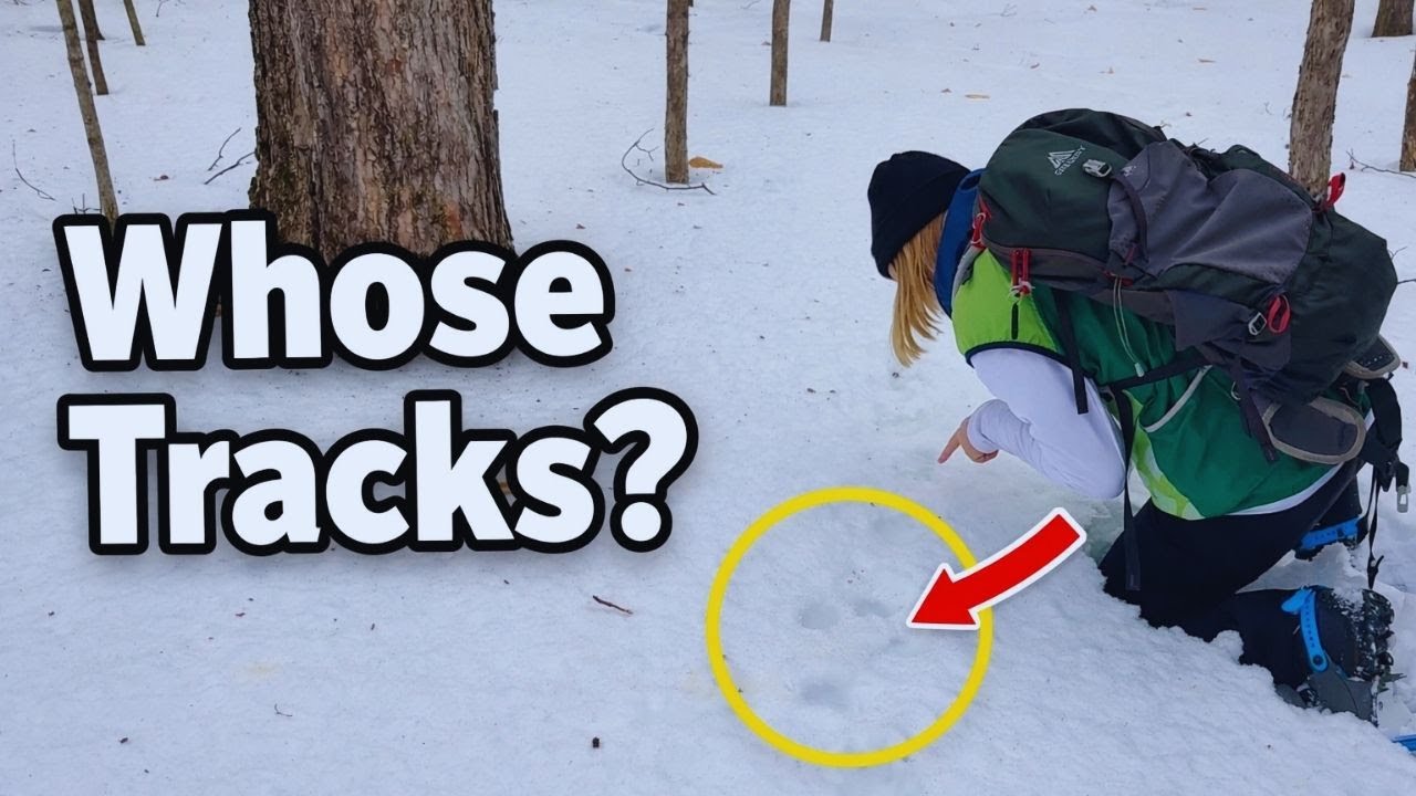 🐾 Animal Tracking on Snowshoes at Gatineau Park | Winter Wildlife Adventure ❄️🎿
