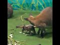 Кенгуренок с мамой. Малыши родились у кенгуру Беннетта весной 2024 г в екатеринбургском зоопарке