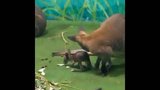 Кенгуренок с мамой. Малыши родились у кенгуру Беннетта весной 2024 г в екатеринбургском зоопарке