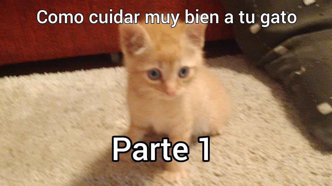 Como cuidar muy bien a tu gato - YouTube