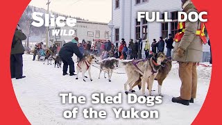 The Historic DogSledding Race in the Yukon | SLICE WILD | FULL DOCUMENTARY