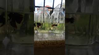 Nuevos Betta que voy a seleccionar para padrote