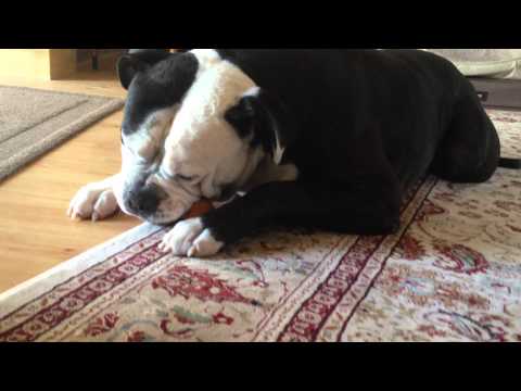 What Happens If Your Dog Eats A Chicken Bone What Happens If Your Dog Eats A Chicken Bone