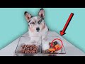 How To Improve Your Dog's Kibble (10 Easy Ways)
