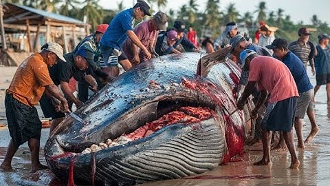 Unbelievable Whale Hunt and Butchering – How Japanese Fishermen Net Hundreds of Tons of Fish at Sea!