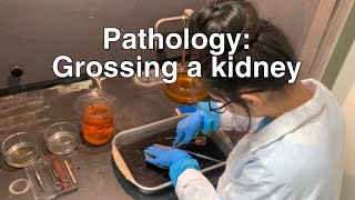 HOSA Clinical Specialty: Pathology; Grossing A Kidney