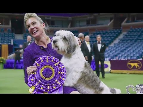 Video: Psí plemená s najväčšou pravdepodobnosťou vyhrajú Westminster Dog Show 2016
