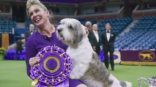 A 'PBGV' wins Westminster dog show, first for the breed