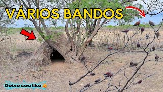 Fiquei Sem Reação Quando Chegou Varios Bandos Na Tócaia De Capim