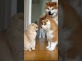 【猫好き必見】笑いと癒しを詰め込んだネコ動画6選 #funnycats #cutecat #猫動画