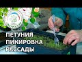 Как пикировать рассаду петунии. Петуния пикировка рассады.