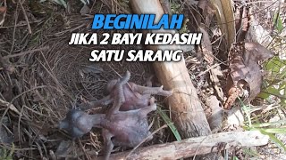 INILAH AKIBATNYA KETIKA DUA BAYI BURUNG KEDASIH DALAM SATU SARANG