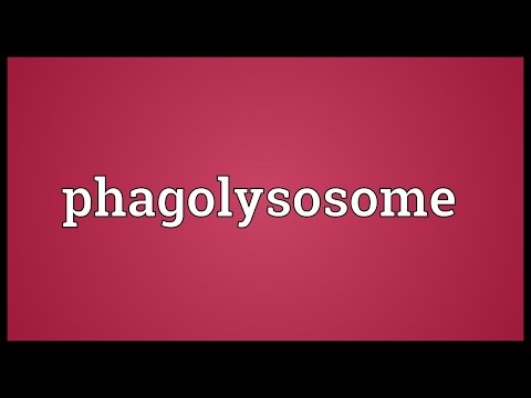 Phagolysosome Meaning