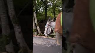 Donkey And Mule In Forest