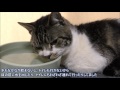 リキちゃんの様子がおかしい・・元気がない猫リキちゃん☆ヨガのポーズ！？で水飲みする猫☆猫の異変☆誤飲・ヘアボールで起きる症状【リキちゃんねる　猫動画】Cat videos キジトラ猫との暮らし