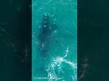 元気いっぱいの子セミクジラ🐳