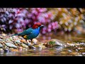 🔴 LIVE: Peaceful Birdsong & Soft Piano 🕊️ Mindfulness Music for Stress Relief