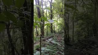 Suara Sulingan Gunung Asli Di Alam Liar