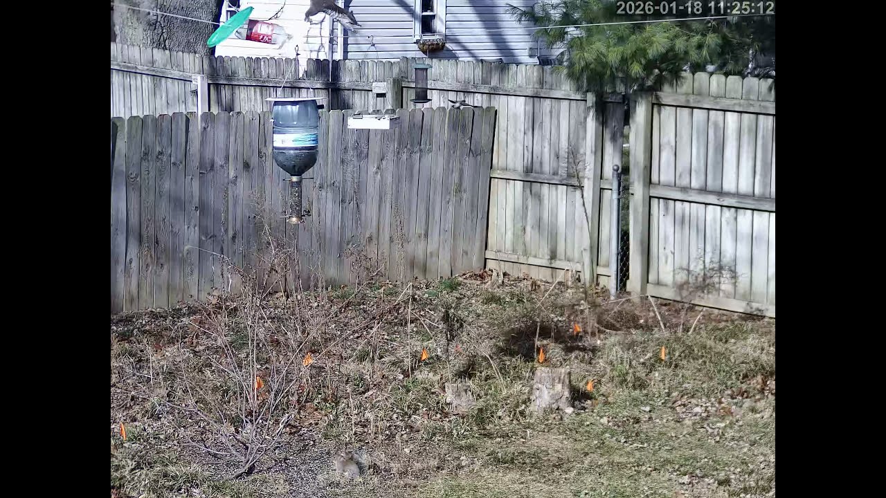 20260118 112509 Squirrel jumping on feeder twice spedup100x