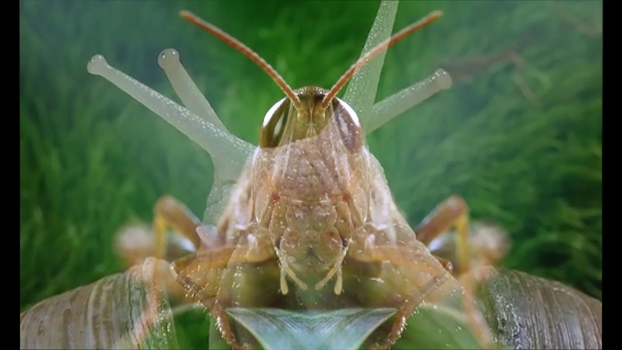 M.uff x MonoAzul -  Floral