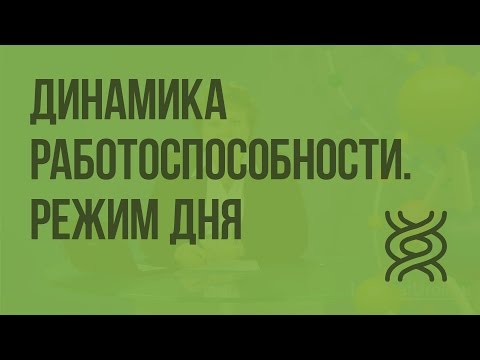 Динамика работоспособности. Режим дня. Видеоурок по биологии 8 класс