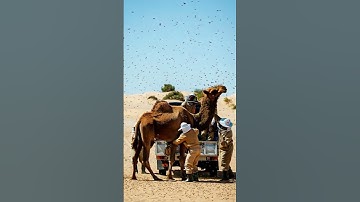 Million of bees are attack on camel Rescue Team save the life #shorts #youtubeshorts #viralvideo