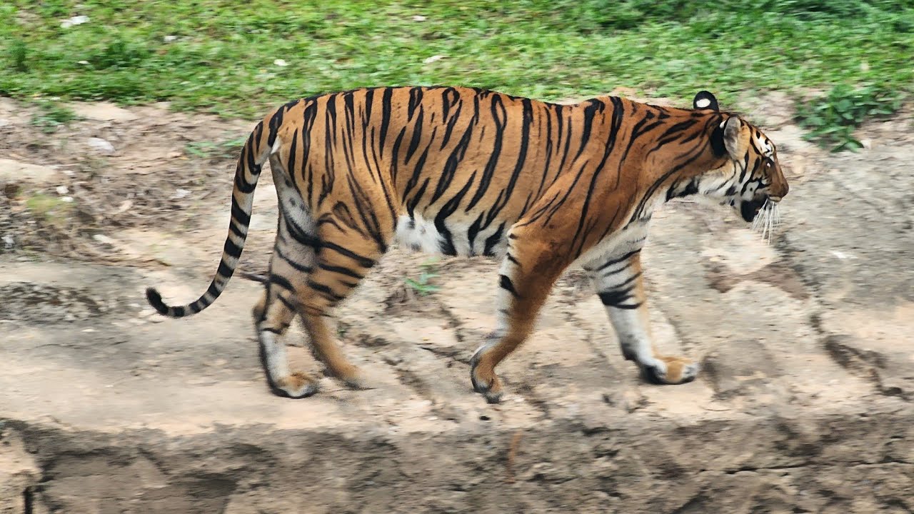 Must Visit Taiping Zoo 太平 تاءيڤيڠ தைப்பிங் Perak 