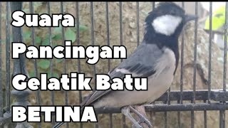 Suara pancingan gelatik batu betina