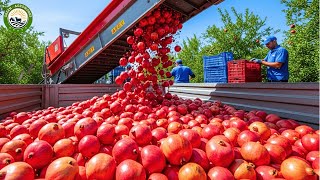 How Millions of Pomegranates Are Grown and Picked – Pomegranate Harvesting with Modern Technology
