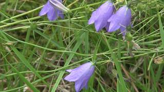Download Lagu Salla in Finland MP3 Download Lagu Salla in Finland MP3
