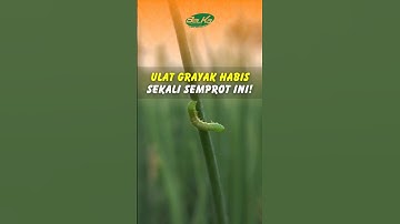 Basmi Ulat Grayak pada Bawang Merah