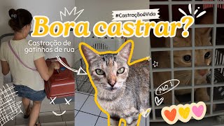 Castrando Gatinhos De Rua