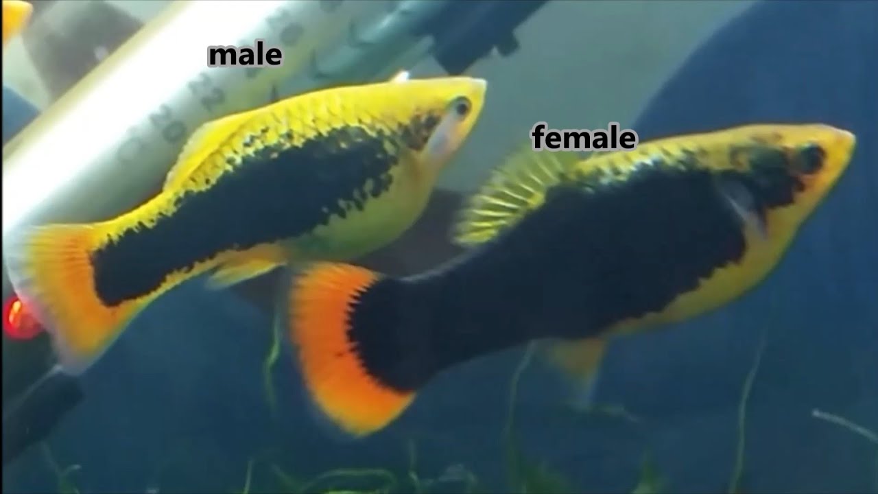 How to tell platy fish gender and how platies mate. how platys fish