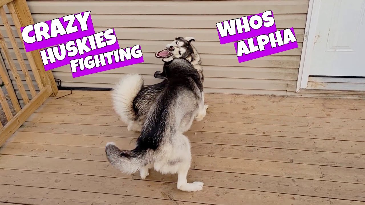when the GIRL DOG is the ALPHA! 