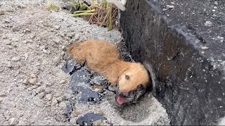 Спасательный Щенок Застрял На Асфальте, Все Его Тело Застыло Под Палящим Солнцем