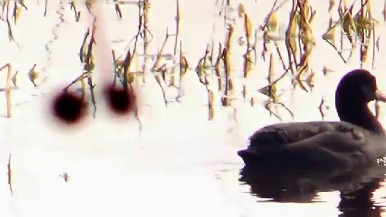 Common Coot OR Eurasian Coot (SHRIKANT MADHAV KELKAR)