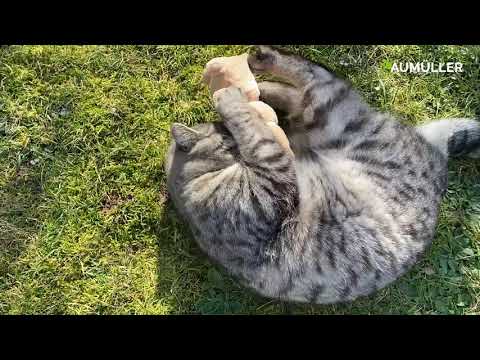 Das putzige Katzenspielkissen Baldi Bunny aus weichem Schmuseplüsch ist mit Dinkelspelz aus ökologischer Erzeugung und bester Baldrianwurzel in Apothekenqual...