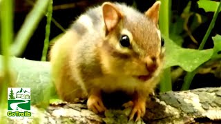 Chipmunk call sounds & funny moments
