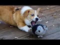 When your dog&#39;s level of drama is so high | Funny Dog Reaction