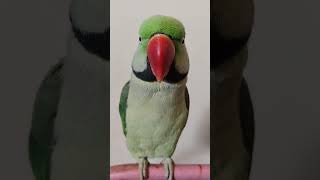 may ka mahina #funny 😂 #parrot #shorts 🦜💚